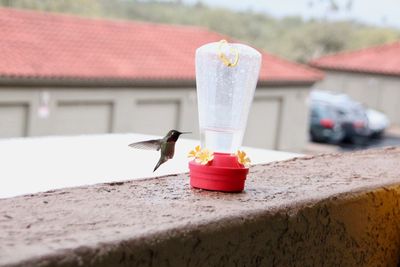 Close-up of small lizard on retaining wall against building