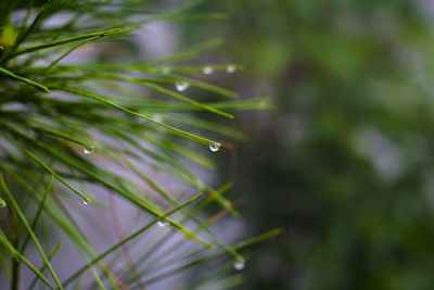 Close-up of wet plant during rainy season