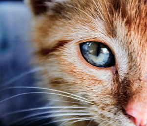 Close-up portrait of cat