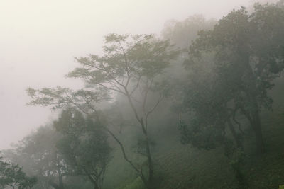 Trees in foggy weather