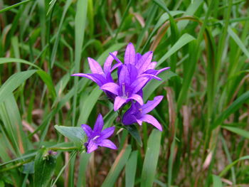 Close-up of purple flowering plant