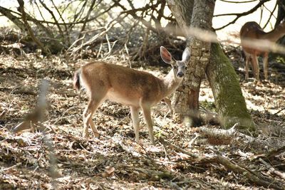 Deer standing in a forest