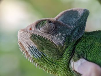 Reptile Iguana