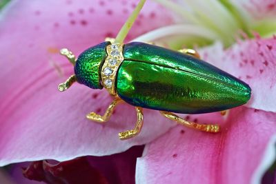 Close-up of artificial insect on pink flower