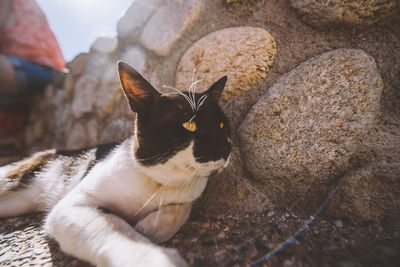 Portrait of cat resting by stone wall