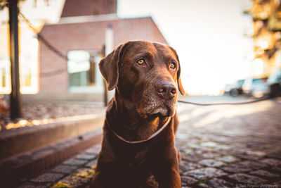 Close-up of dog looking away