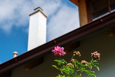 Low angle view of pink flowering plant against building