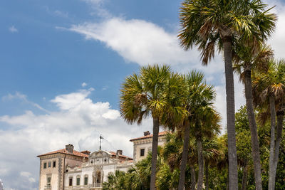 Low angle view of palm trees against sky