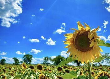 Close-up of sunflower against blue sky