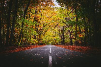 Road amidst trees in forest during autumn
