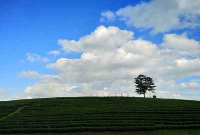 Scenic view of agricultural field against sky