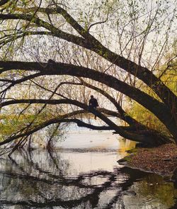 Silhouette man standing by tree against lake