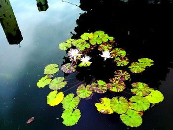 High angle view of water lily in pond