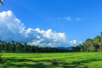 Scenic view of grassy field against cloudy sky