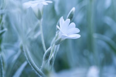 Close-up of white flowering plant