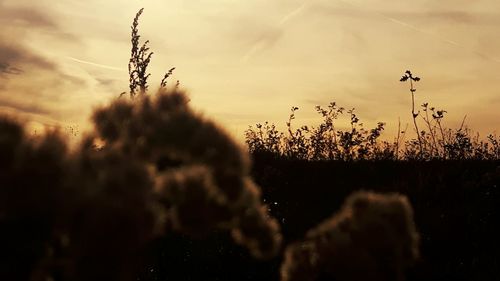 Close-up of silhouette plants against sky during sunset