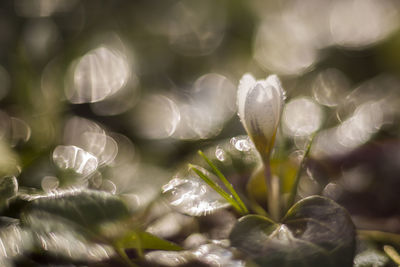 Close-up of plant against blurred background