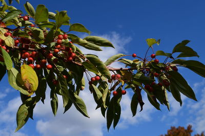 Low angle view of fruits on tree against sky