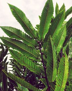 Close-up of green leaves on tree against sky