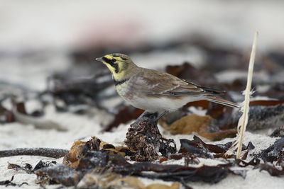 Close-up of bird perching on a land