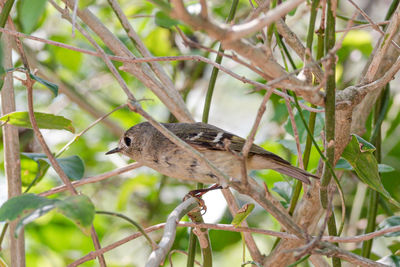 Bird perching on a tree