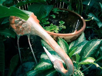 High angle view of vegetables in garden