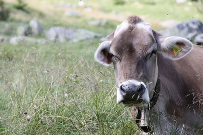 Portrait of cow on field