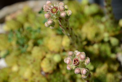 Close-up of flowering plant