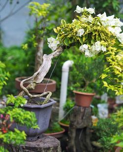 Close-up of potted plant in garden