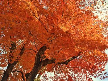 Low angle view of tree