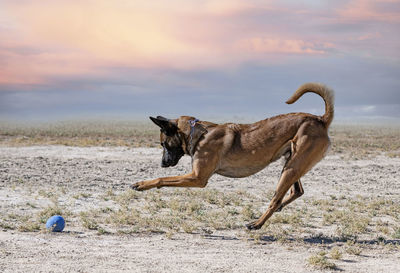 Dog running on beach against sky during sunset