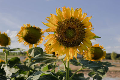 Close-up of sunflower on field against sky