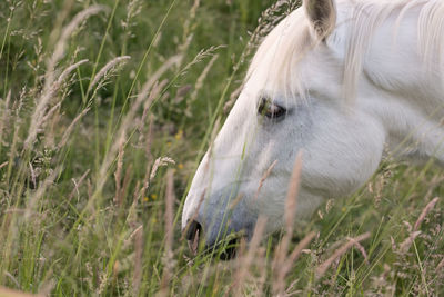 Horse grazing in field