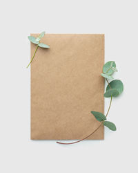 A branch of eucalyptus with a craft envelope on a white isolated background