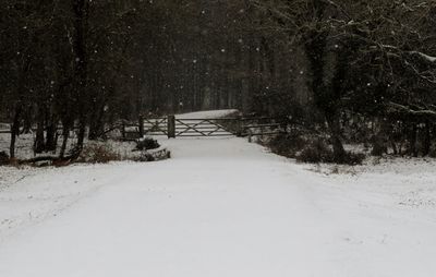 Scenic view of forest during winter