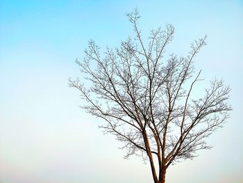 Low angle view of bare tree against clear sky