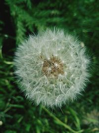 Close-up of dandelion flower