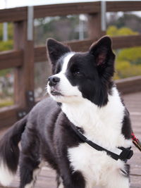 Close-up of dog looking away