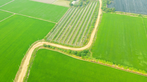 High angle view of agricultural field