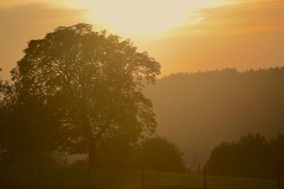 Silhouette trees on field at sunset