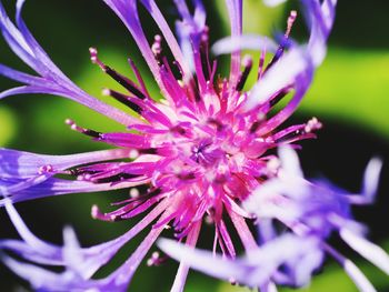 Close-up of pink flower