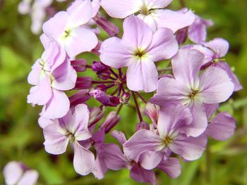 Close-up of pink flowers