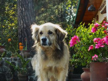 Dog standing potted plants