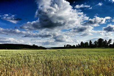 Scenic view of field against sky