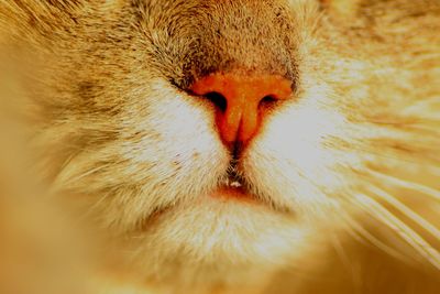 Close-up of human eye