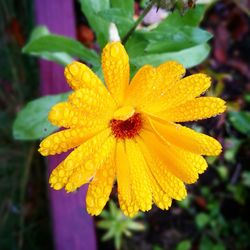 Close-up of wet yellow flower blooming outdoors