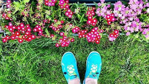 Low section of person standing on pink flowering plants