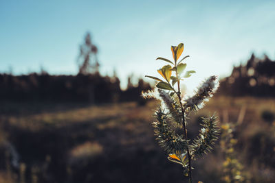 Close-up of flowering plant on field against sky