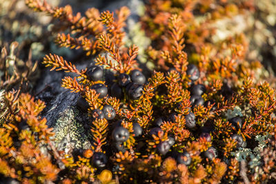 Wild berries growing on a mountain hillside in autumn in norway. tasty food for bears.