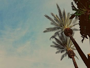 Low angle view of palm tree against sky